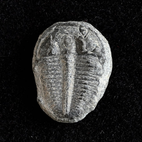 Trilobite