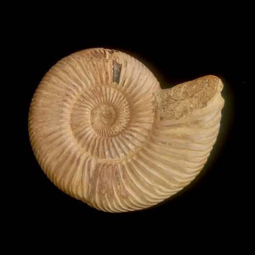 Ammonite