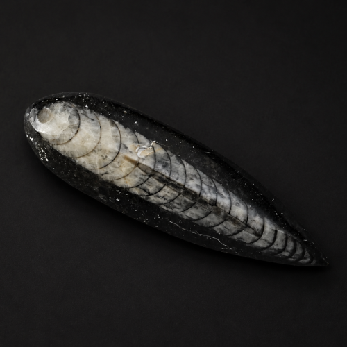Orthoceras
