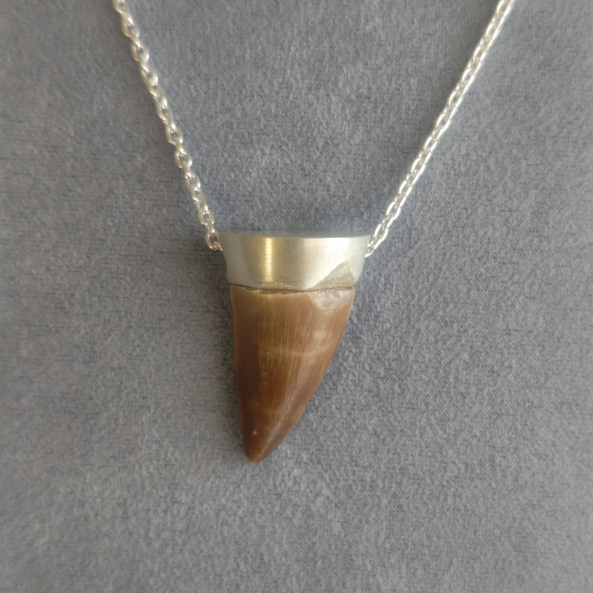 No.0016 モササウルスの歯 ネックレス