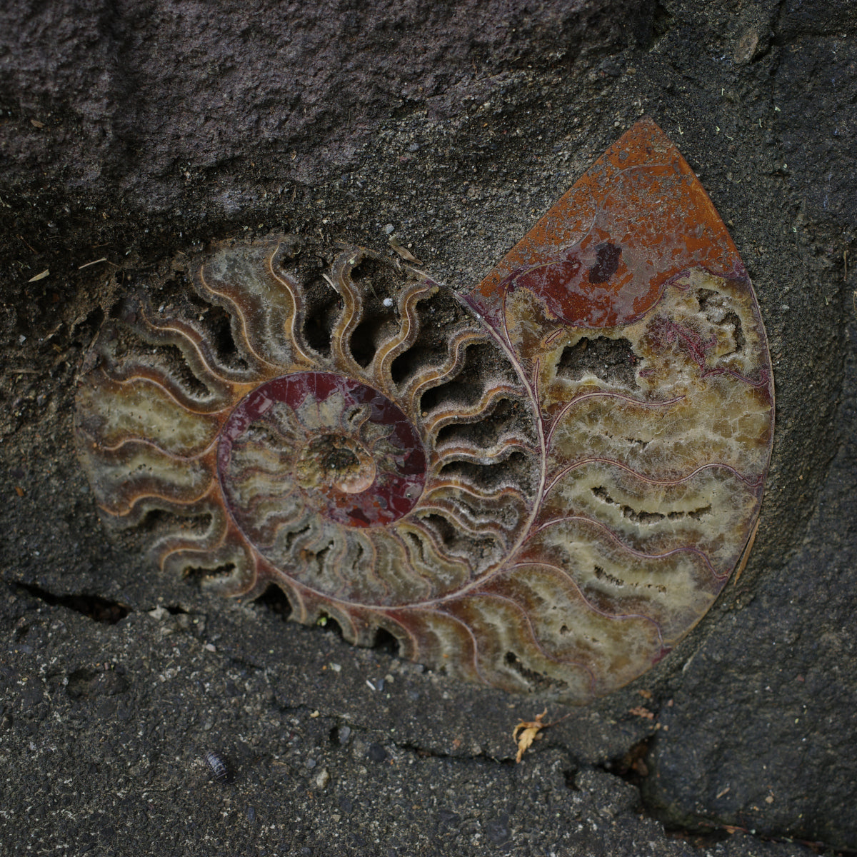 Fossil Notes – Spinos